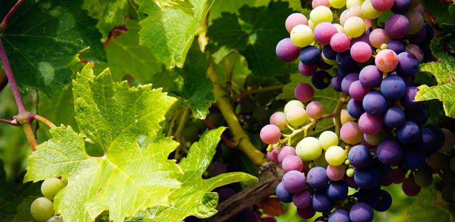 Grape Seed Extract Grape Seed Extract