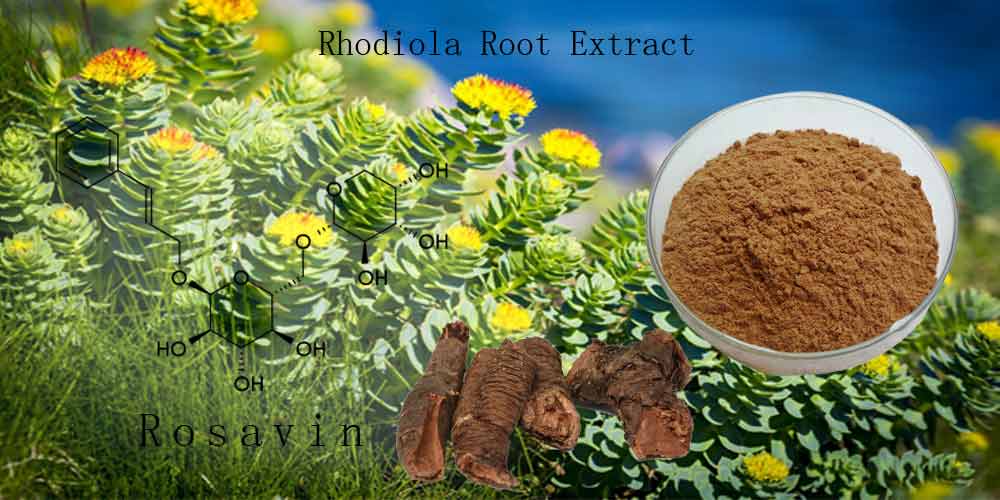 rhodiola rosea extract rhodiola rosea extract