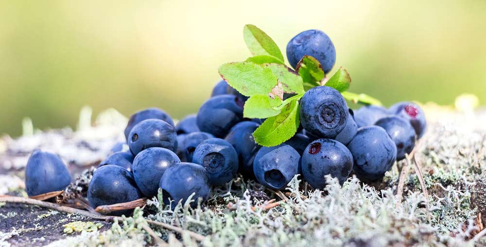 bilberry extract