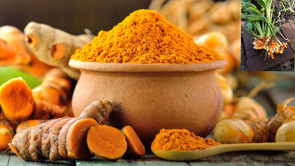 Turmeric Powder 2 Turmeric Powder 2