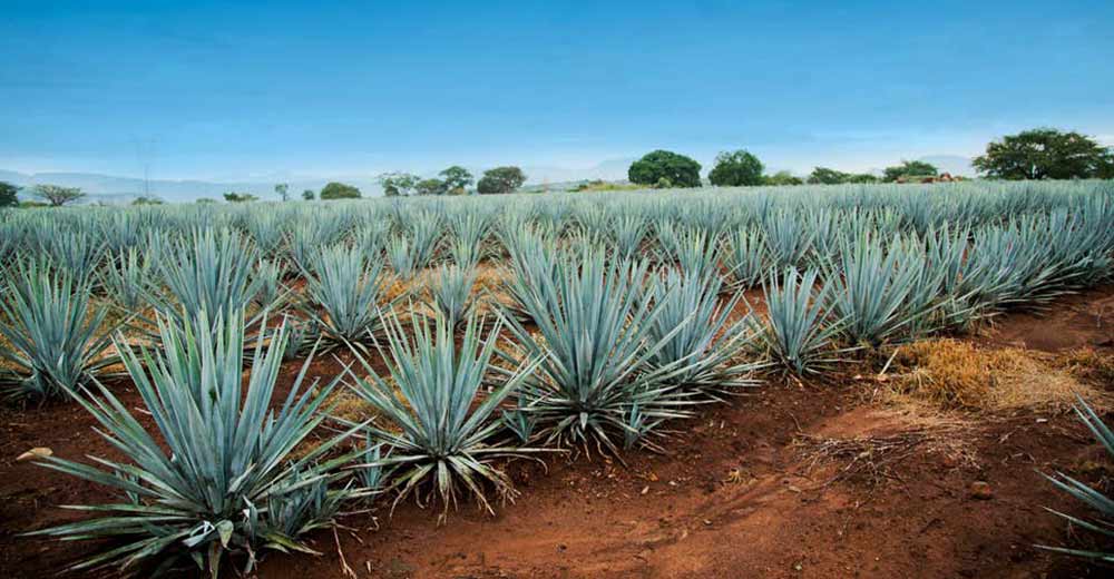 Tequila plant extracts may help treat osteoporosis