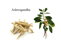 Study Links Ashwagandha to Improved Muscle Growth & Recovery