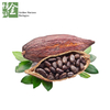 High Quality Cocoa Bean Extract Theobromine Powder CAS 83-67-0