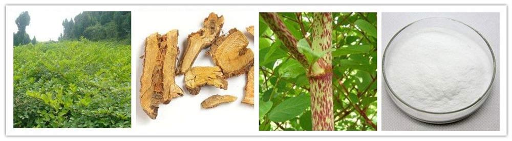 Giant knotweed extract & Resveratrol Giant knotweed extract & Resveratrol