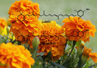 Lutein: Prevention of Cognitive Decline