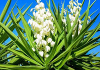 Why is Yucca Schidigera in Pet Food?
