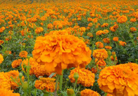 The Effect and Function of Marigold Extract Lutein