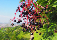 Elderberry Enhances Immunity And Anti-Virus